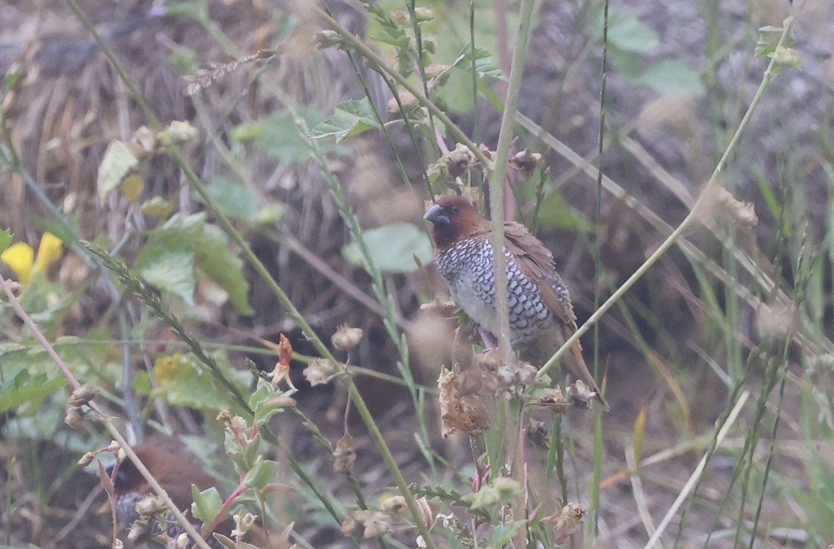 Scaly-breasted Munia - ML658961831