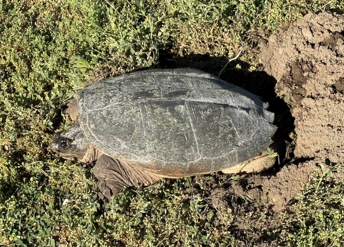 動物界 - ML658961907
