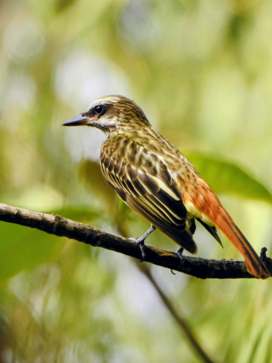 Sulphur-bellied Flycatcher - ML658962288