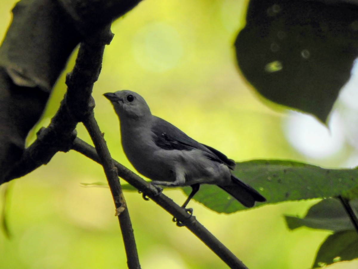 Blue-gray Tanager - ML658962357