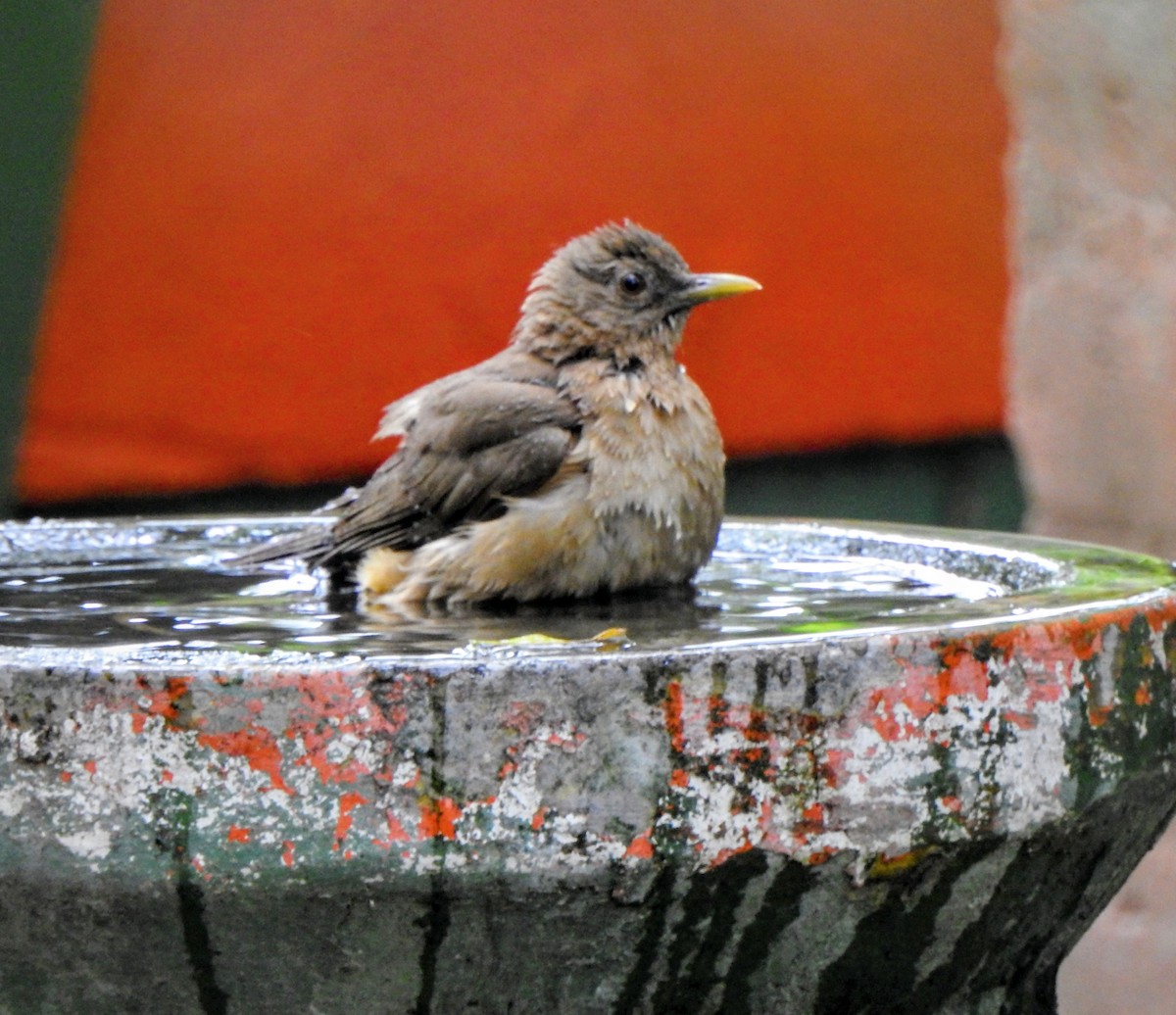 Clay-colored Thrush - ML658962593
