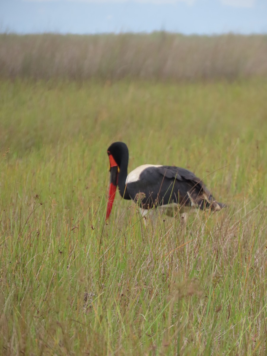 Saddle-billed Stork - ML658962956