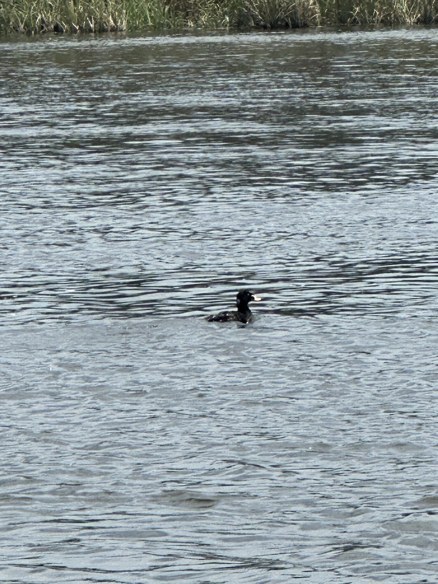 Surf Scoter - ML658963432