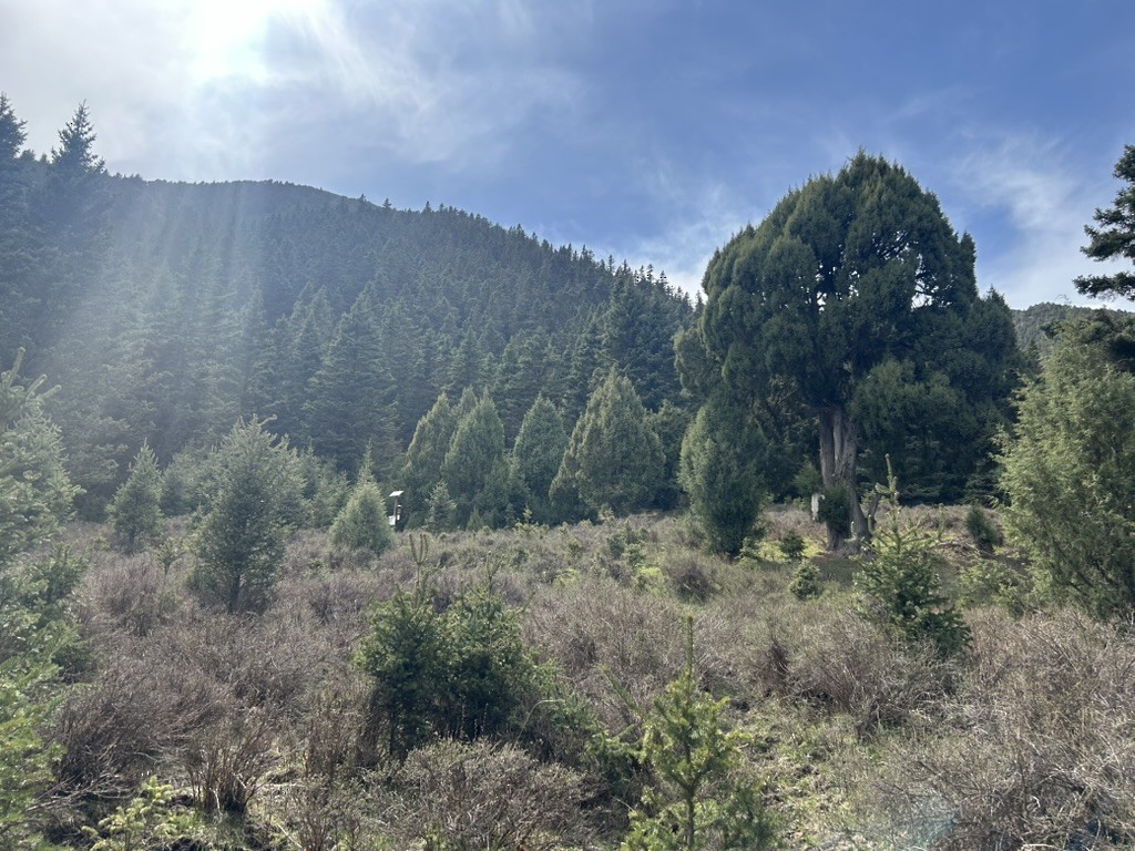 null - ML658965318