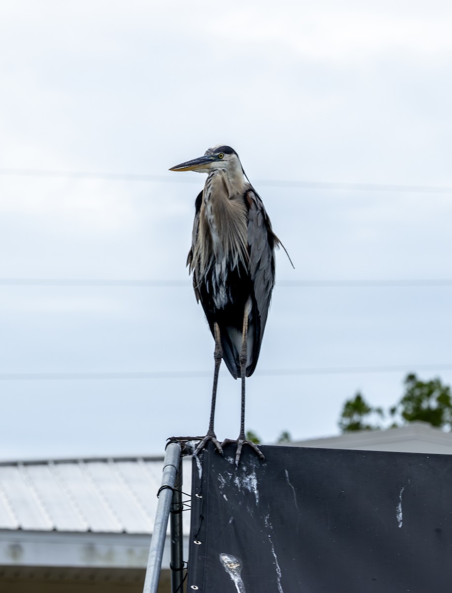 Great Blue Heron - ML658965473