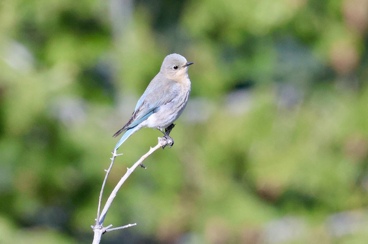 Mountain Bluebird - ML658965959