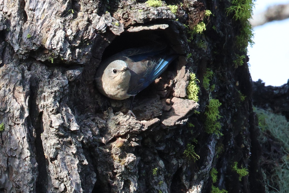 Mountain Bluebird - ML658965960