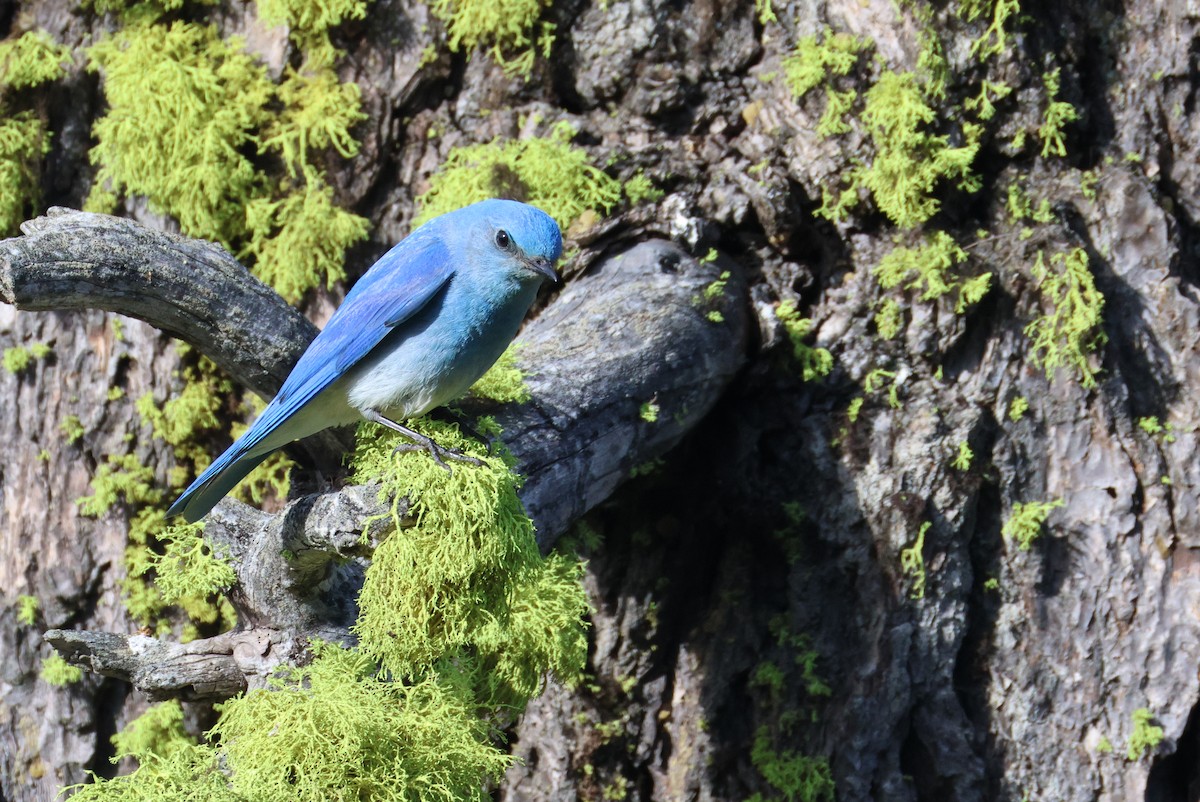 Mountain Bluebird - ML658965961