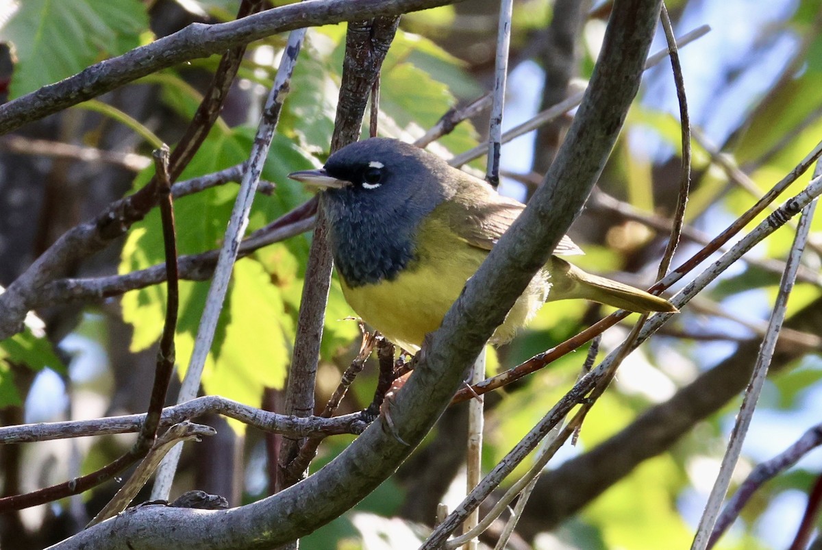 MacGillivray's Warbler - ML658966061