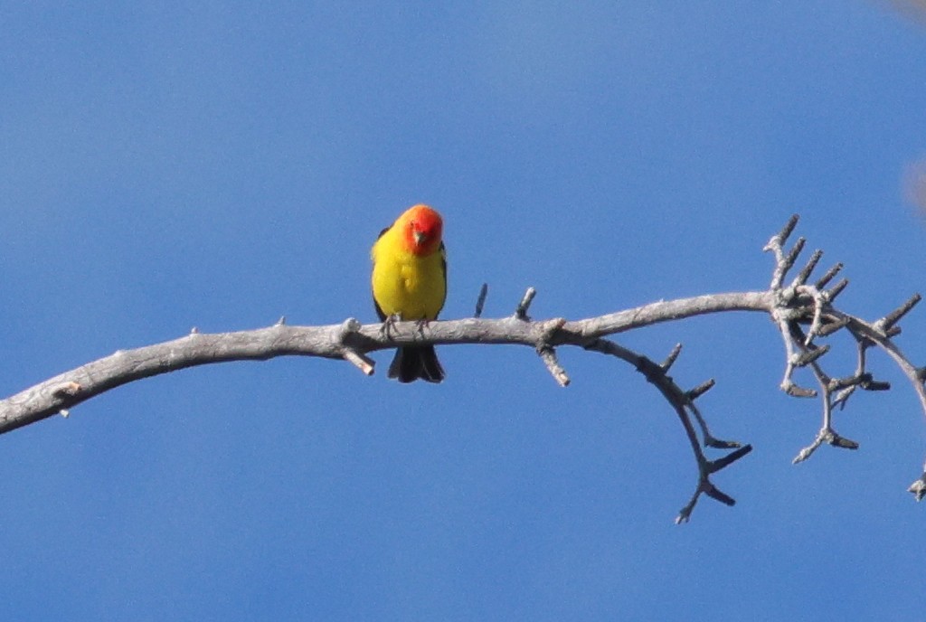 Western Tanager - ML658966071