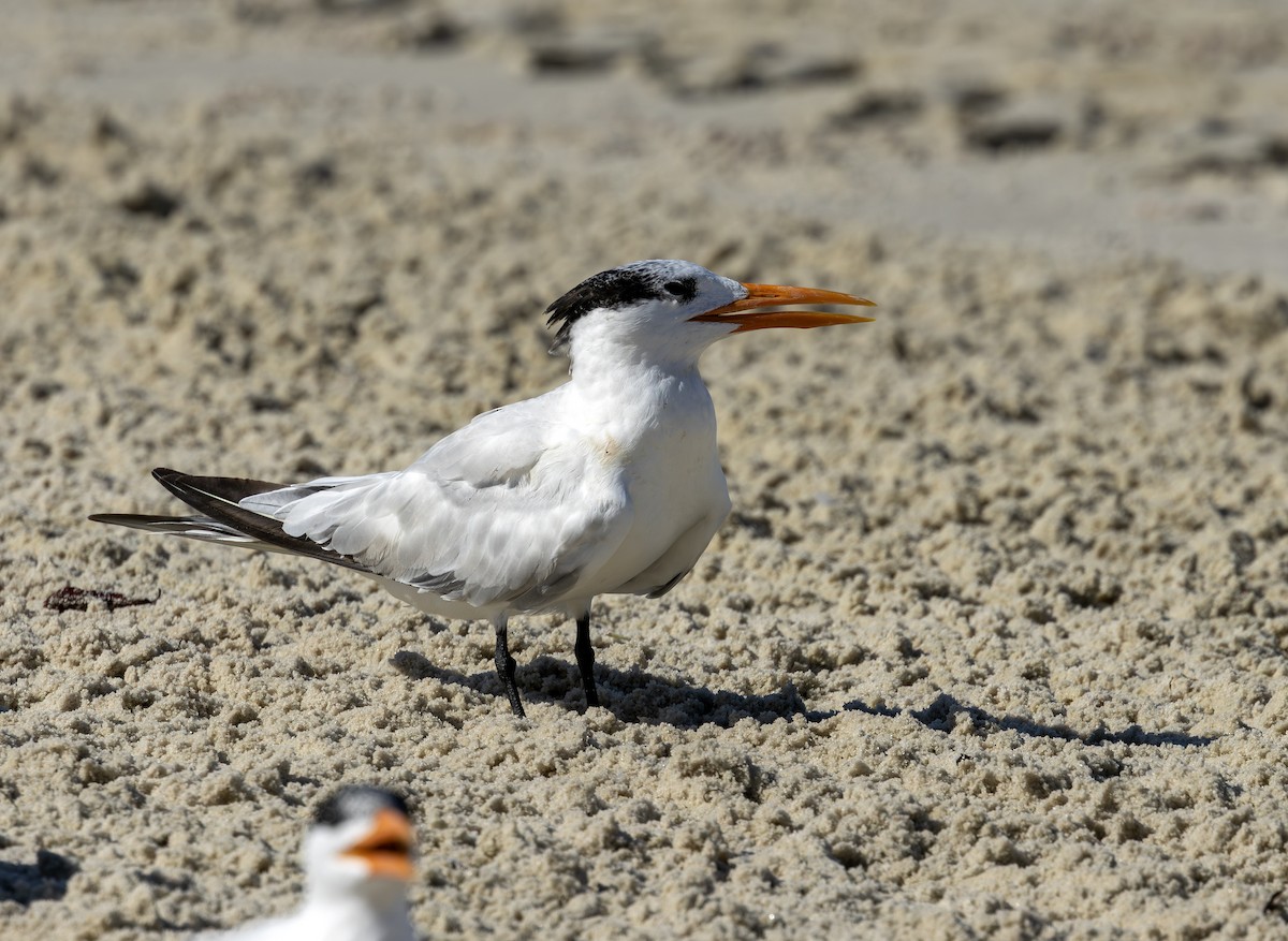 Royal Tern - ML658967145