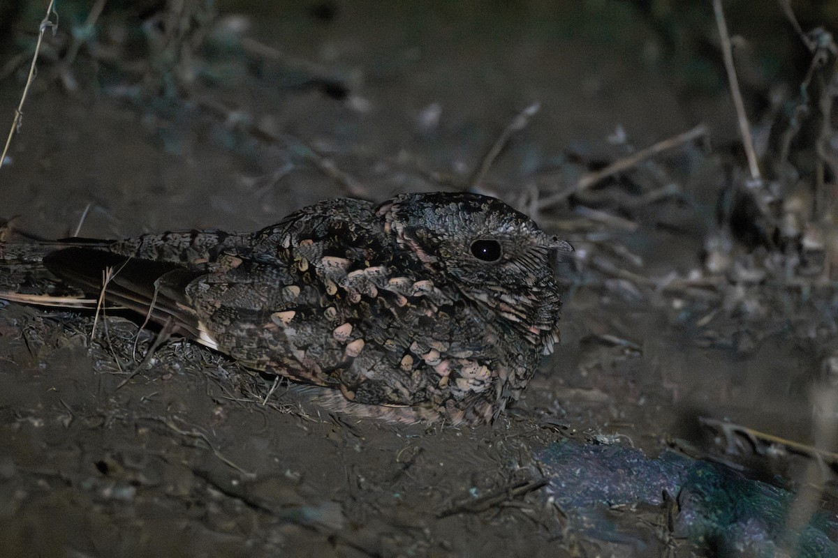 Band-winged Nightjar - ML658967903