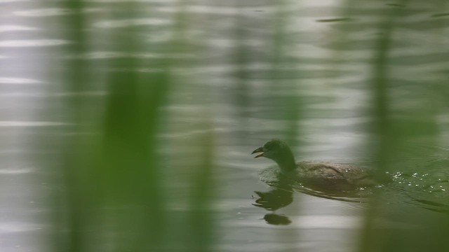 amerikasothøne - ML658968397
