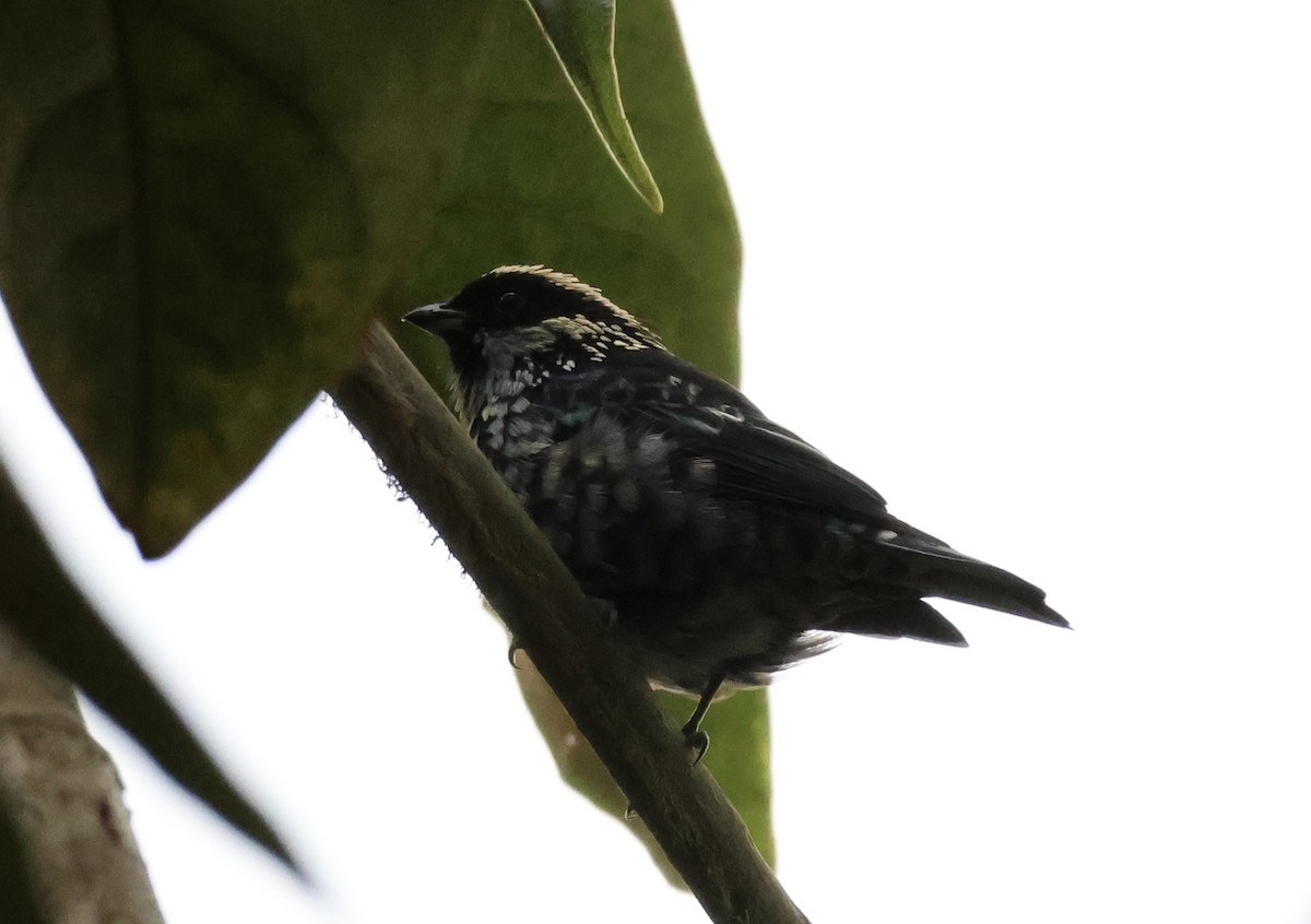 Beryl-spangled Tanager - ML658968513