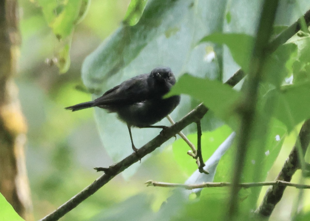 White-sided Flowerpiercer - ML658968529