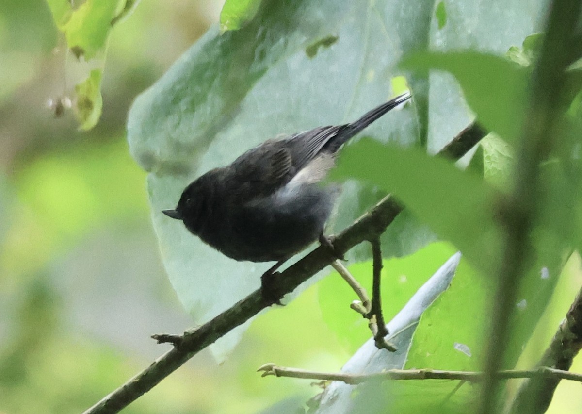 White-sided Flowerpiercer - ML658968530