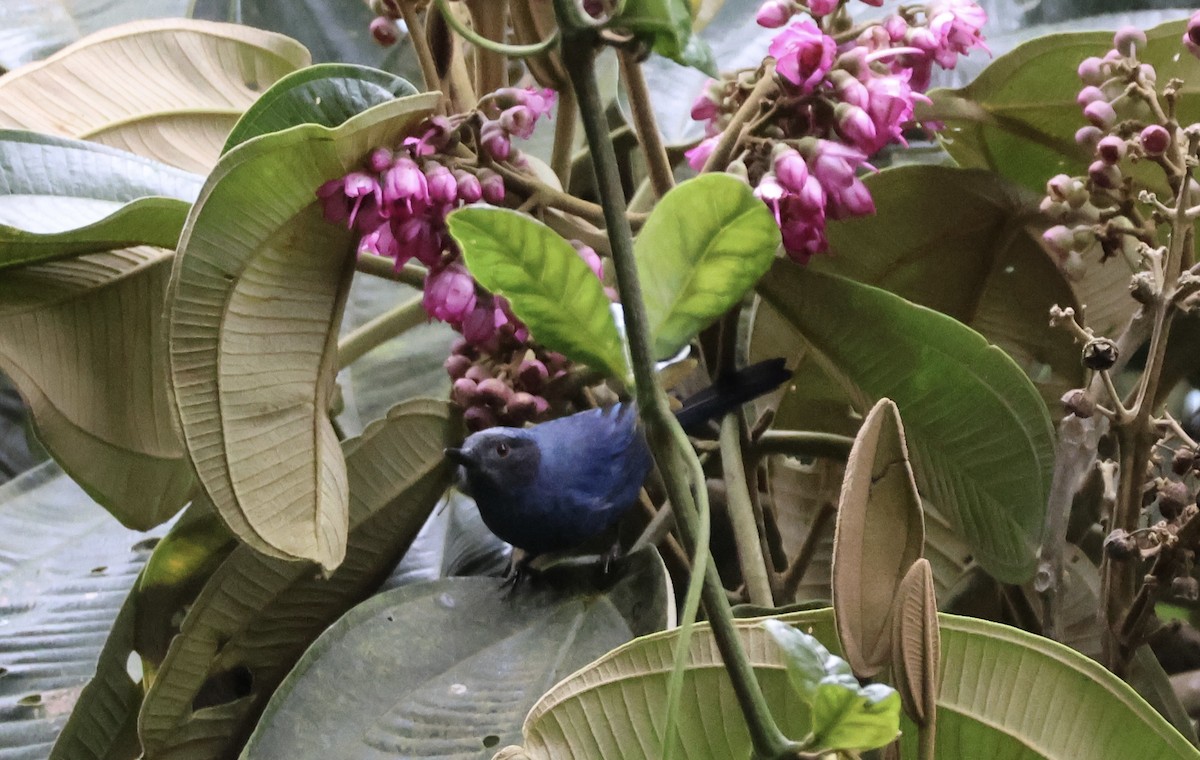 Masked Flowerpiercer - ML658968541