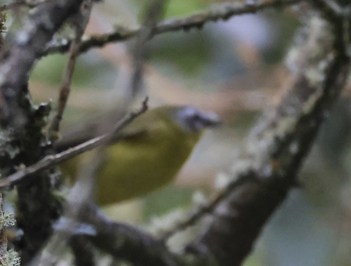Superciliaried Hemispingus - ML658968656