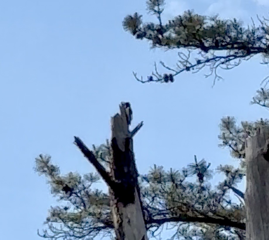 Red-headed Woodpecker - ML658969114