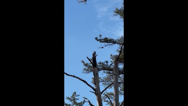 Red-headed Woodpecker - ML658969115