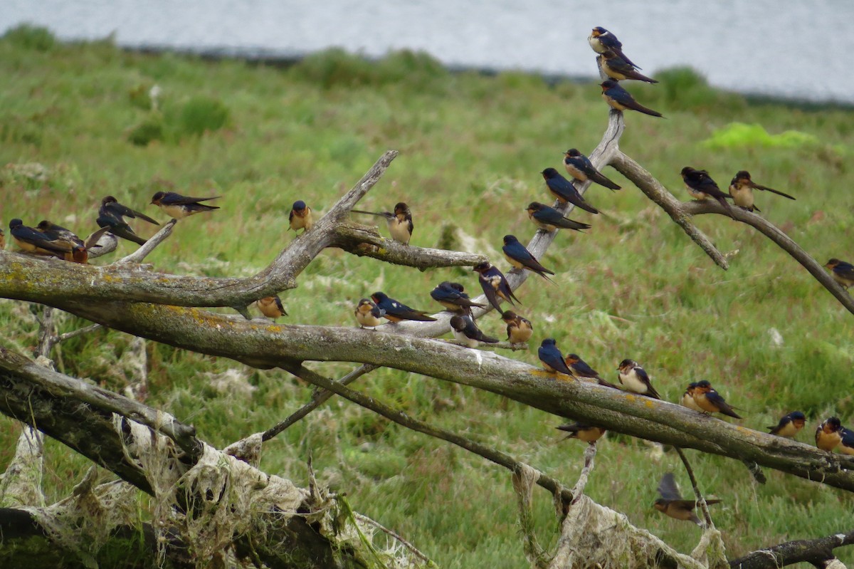 Barn Swallow - George Gerdts