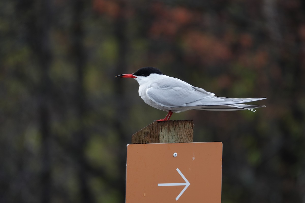 Common Tern - ML658970757