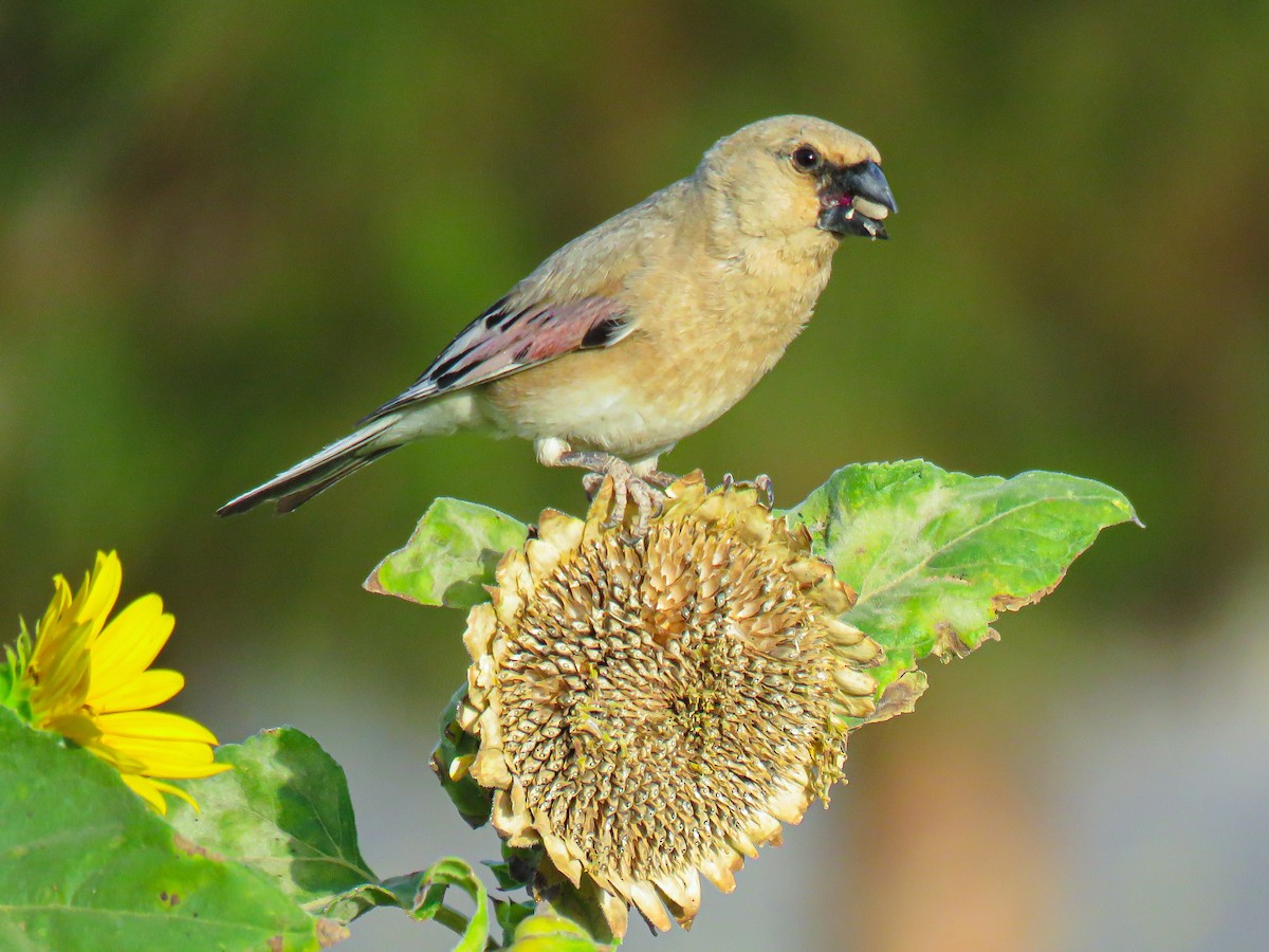 Desert Finch - ML658970786