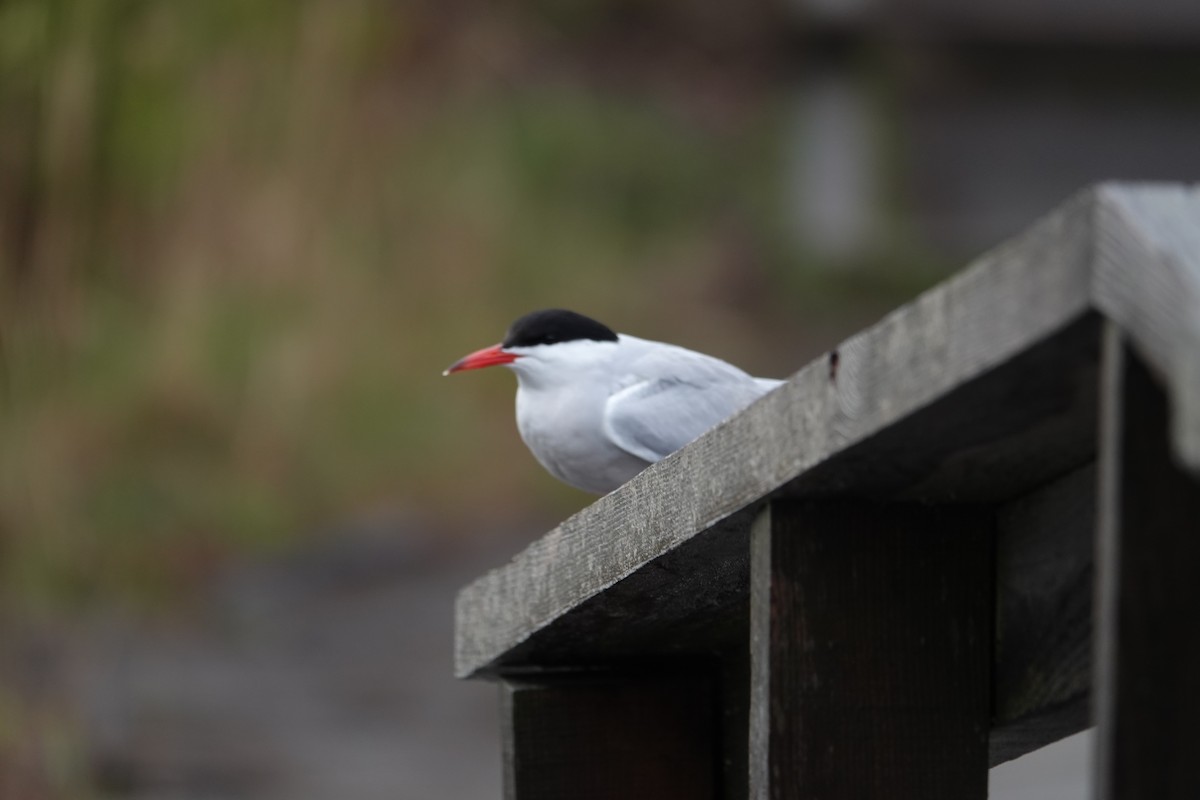 Common Tern - ML658970827