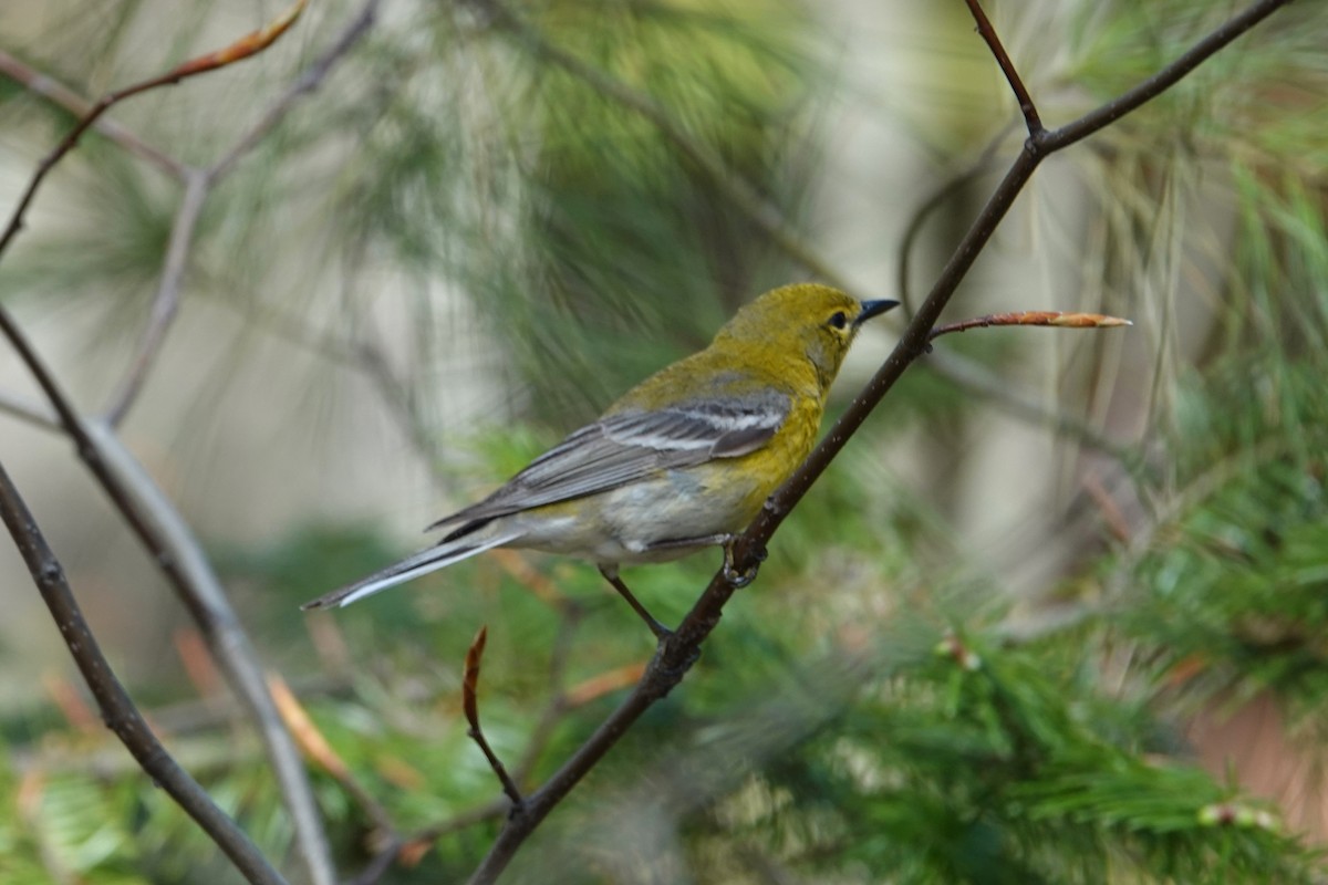 Pine Warbler - ML658970921