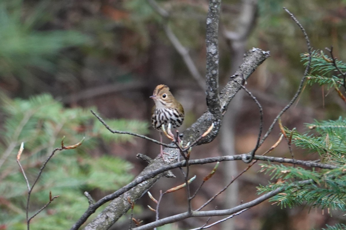 Ovenbird - ML658971117