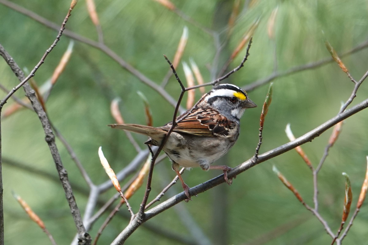 White-throated Sparrow - ML658971120