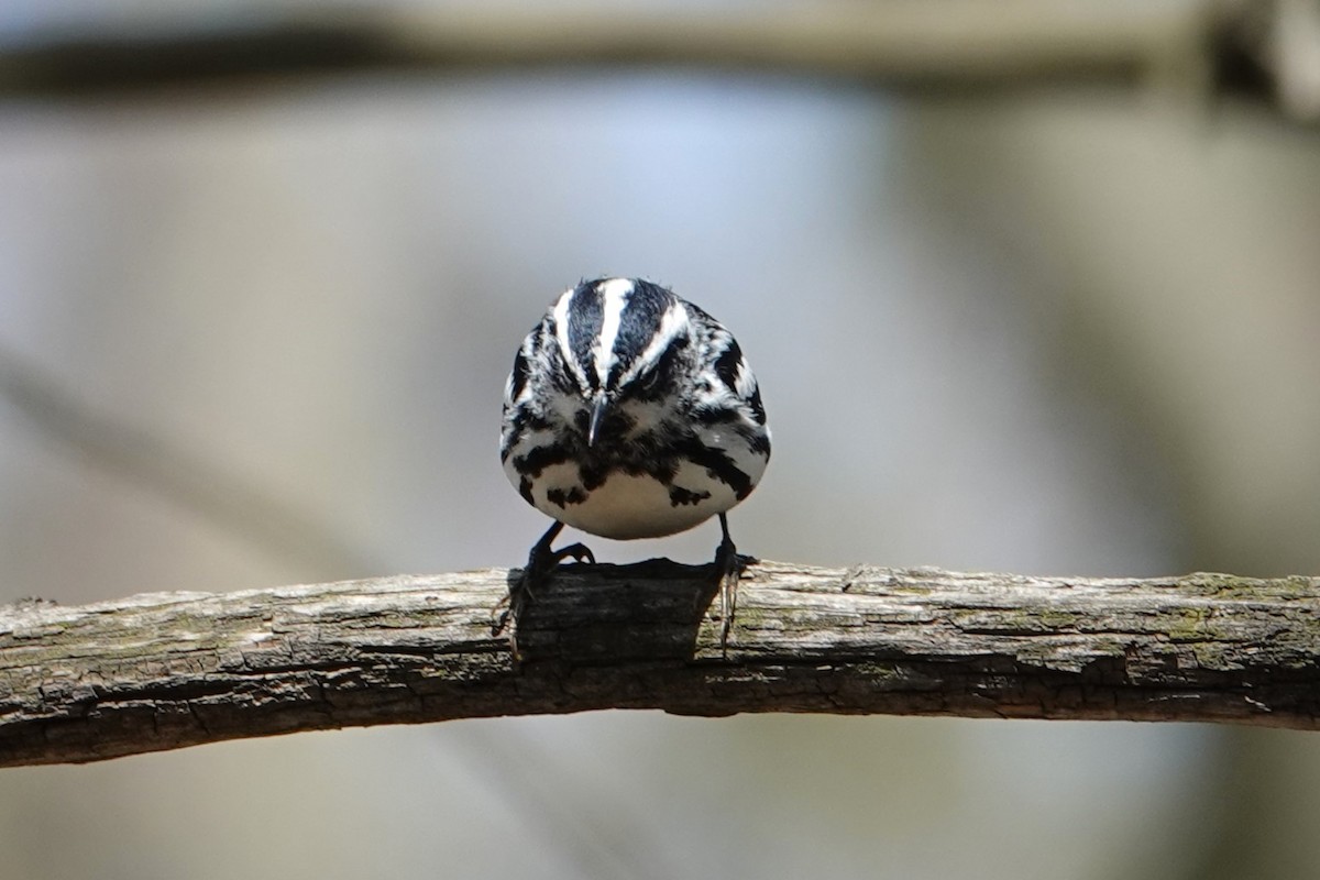 Black-and-white Warbler - ML658971126