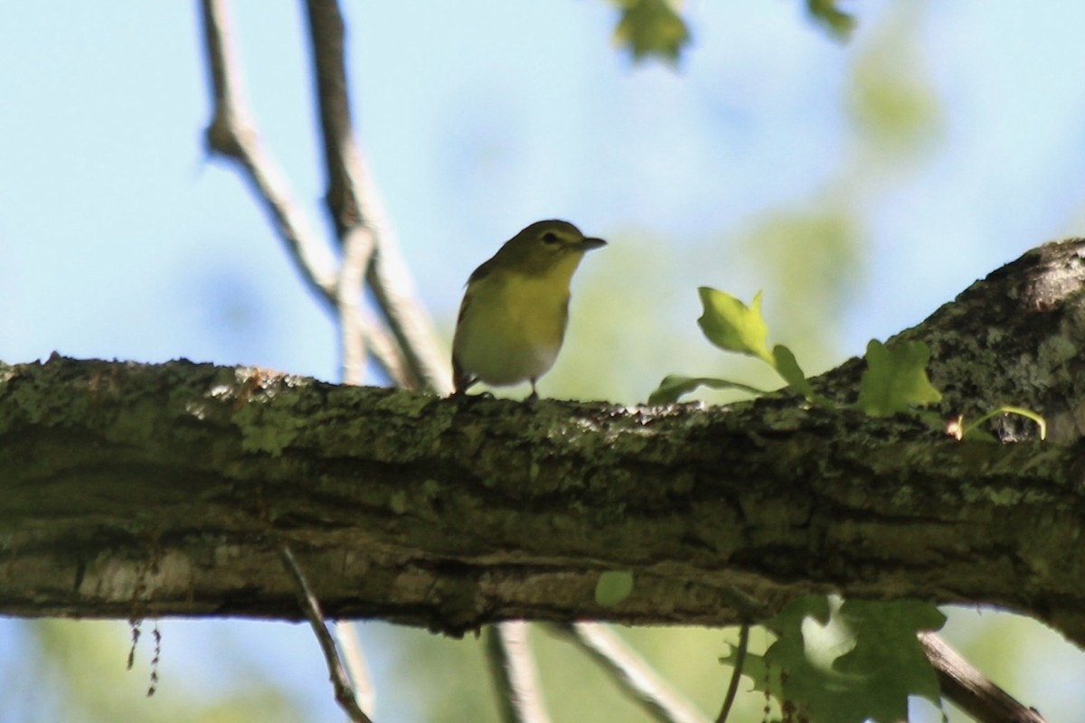 Vireo Gorjiamarillo - ML658974545