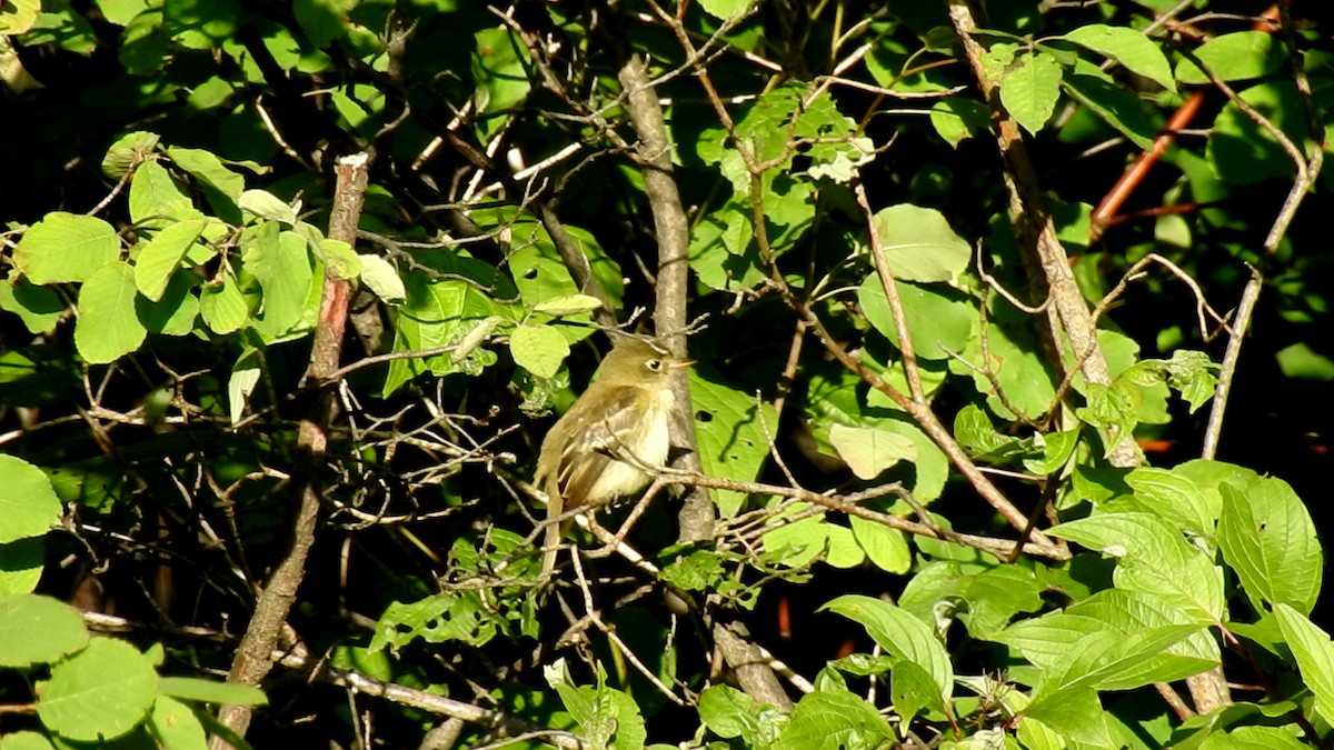 Alder Flycatcher - ML65897481