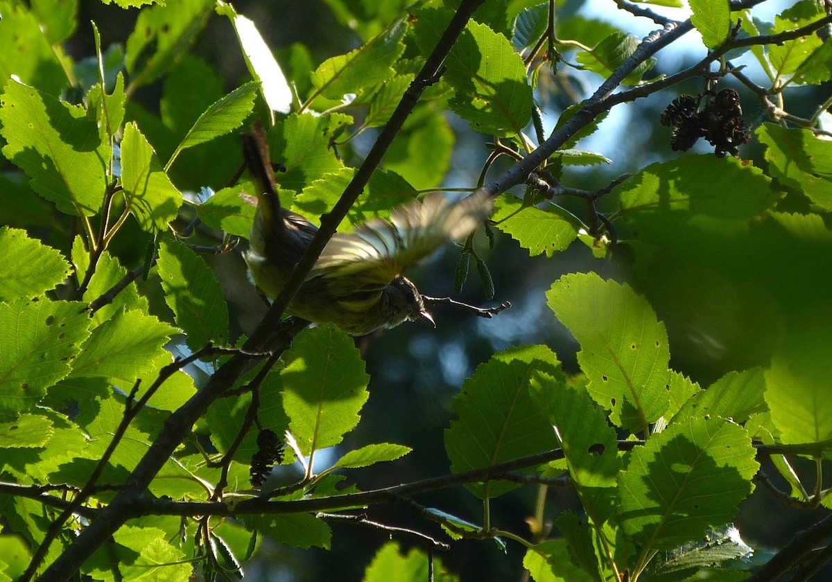 American Redstart - ML65897791