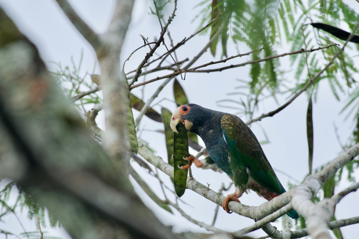 White-crowned Parrot - ML658978687