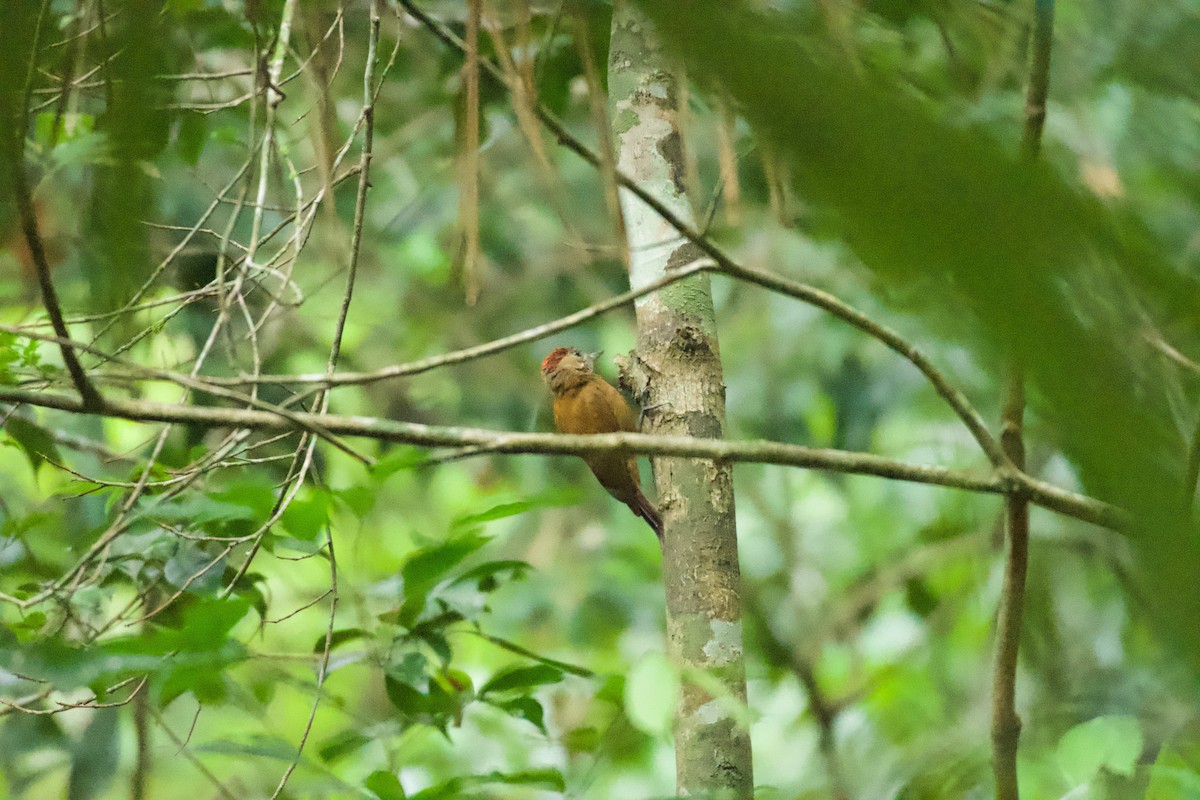 Smoky-brown Woodpecker - ML658978700
