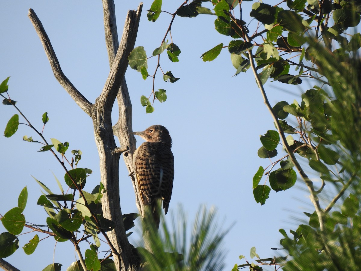 Northern Flicker - ML65897871