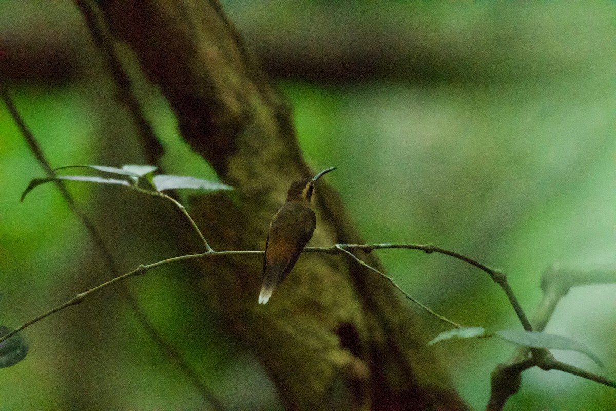 Stripe-throated Hermit - ML658978711