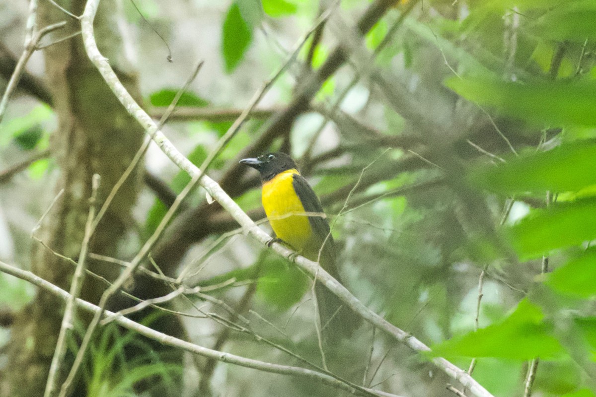 Black-throated Shrike-Tanager - ML658978720