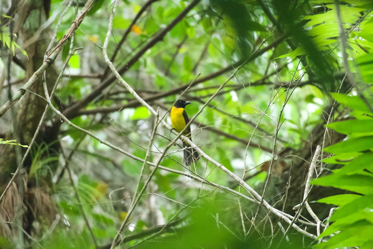 Black-throated Shrike-Tanager - ML658978721
