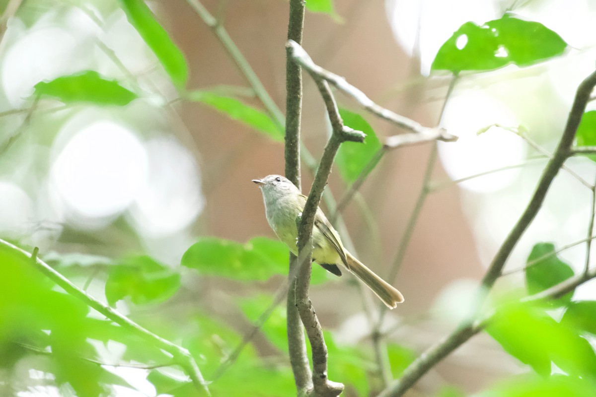 Greenish Elaenia - ML658978728
