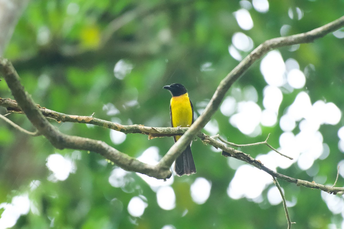 Black-throated Shrike-Tanager - ML658978740