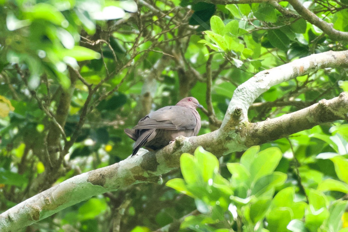 Short-billed Pigeon - ML658978750