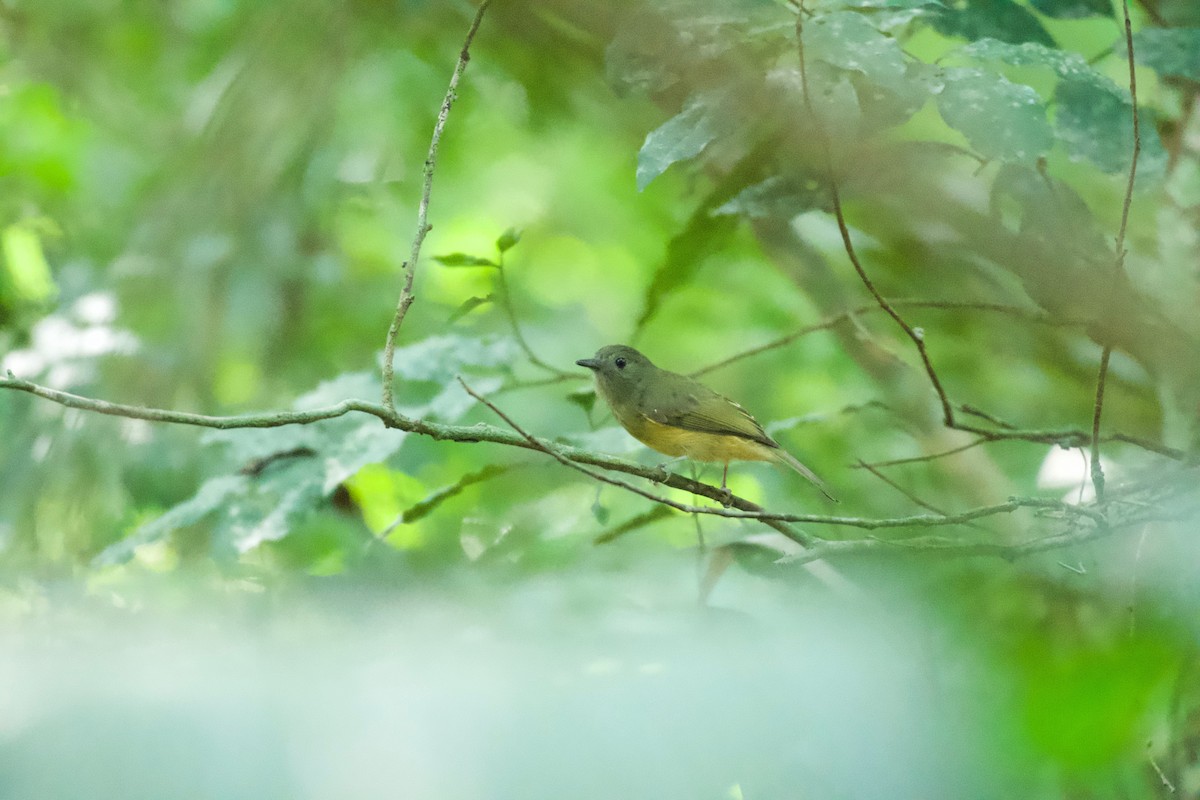 Ochre-bellied Flycatcher - ML658978787