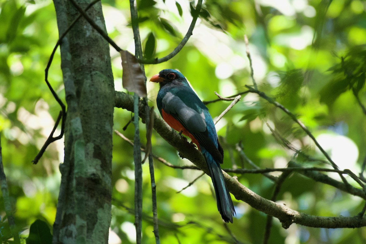 Slaty-tailed Trogon - ML658978800