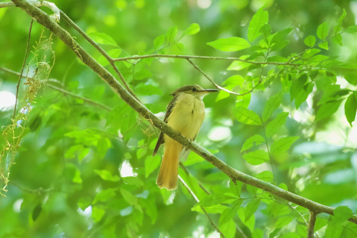 Tropical Royal Flycatcher - ML658978805