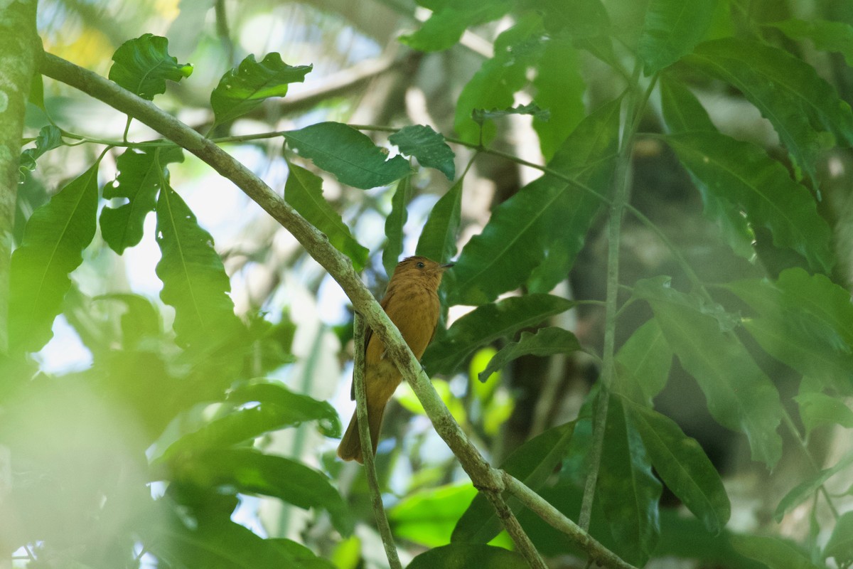 Rufous Mourner - ML658978815