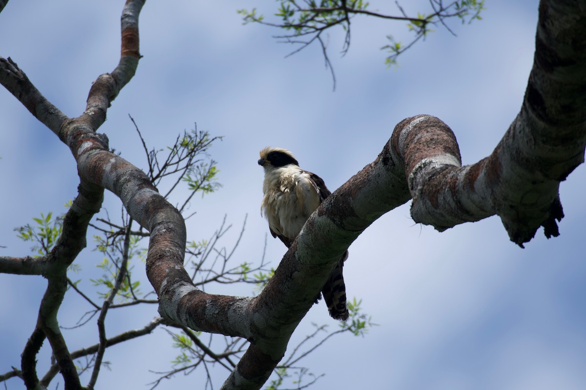 Laughing Falcon - ML658978825