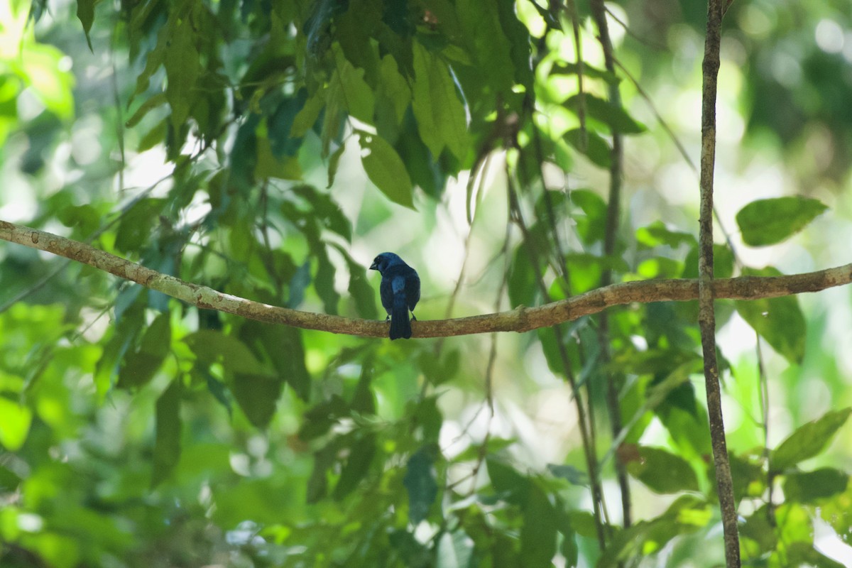 Blue Bunting - ML658978830
